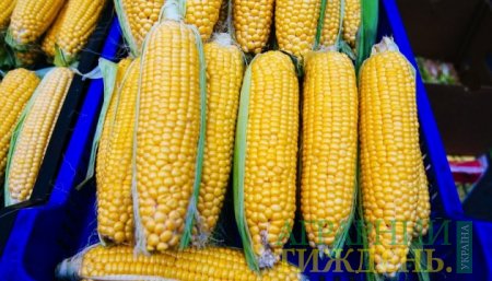 В Украине построят новый завод по переработке кукурузы
