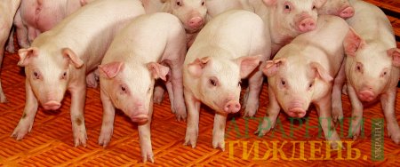 Обсяги вирощування свиней на с/г підприємствах скоротилися на 3,2%