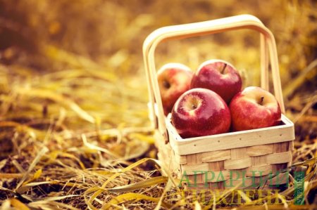 Експорт українських яблук збільшився в 3,7 разів