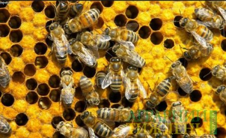 Щоб зберегти бджільництво треба посилити державний контроль за використанням пестицидів та агрохімікатів, — НААН