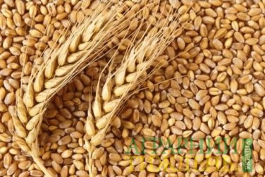 У новому стандарті на пшеницю будуть оновлені методи визначення якості пшениці, кількість класів та окремі показники