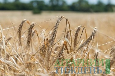 В Україні аграрії намолотили 43,2 млн тонн зерна