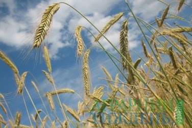 Українськими аграріями зібрано майже 56 млн тонн зерна