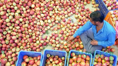 Фітосанітарні органи Індії дозволили імпорт українських яблук