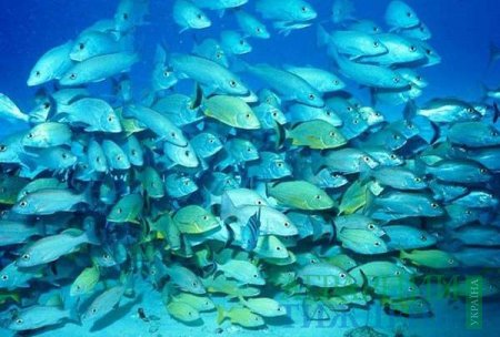 Канівське водосховище поповнилося 7 тоннами мальків риби