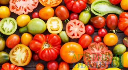 В Україні скоротилися об'єми експорту томатів