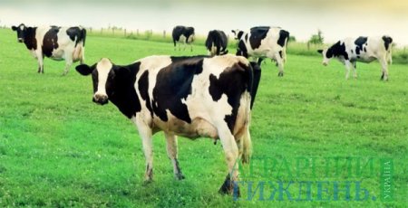 Через 5 років в Україні планується 9000 кг молока в рік, -прогноз