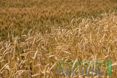 Вже зібрано 67,6 млн тонн зерна українського врожаю