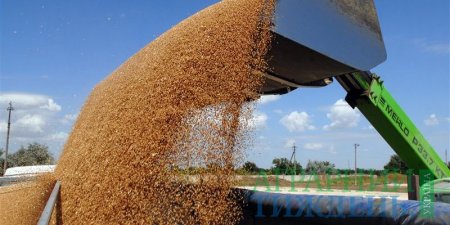 31% експорту зернових у 17/18 МР проходить через Миколаївський порт