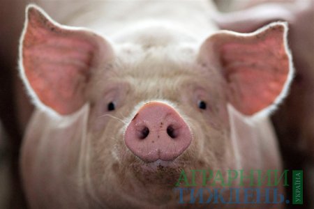 Незважаючи на «просідання» кількості свиноматок в країні, їх продуктивність навпаки зросла