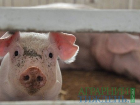 В Україні планують виплачувати швидку компенсацію за вилучену худобу при АЧС