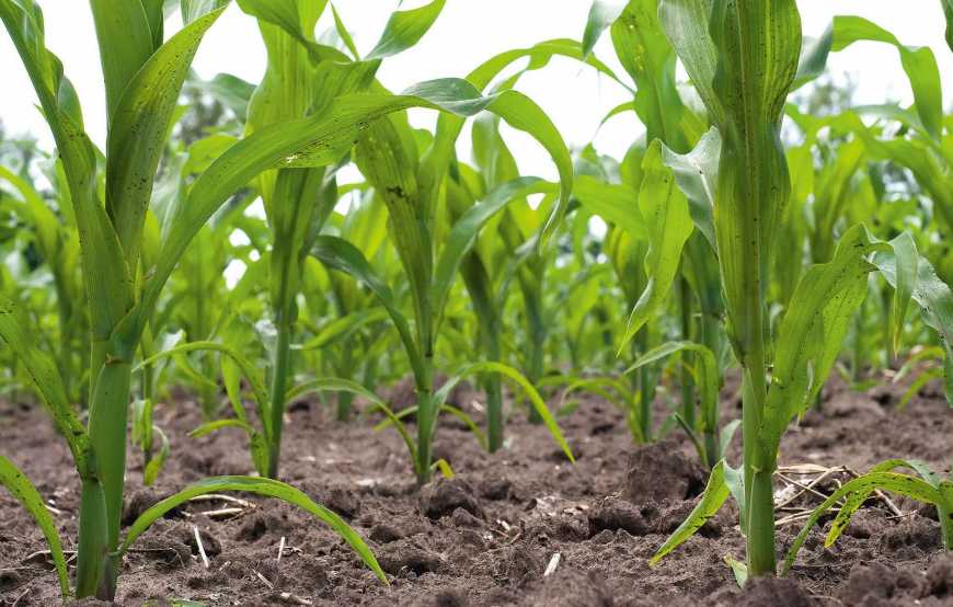Посівна-2019: В Україні посіяно 3,6 млн га кукурудзи