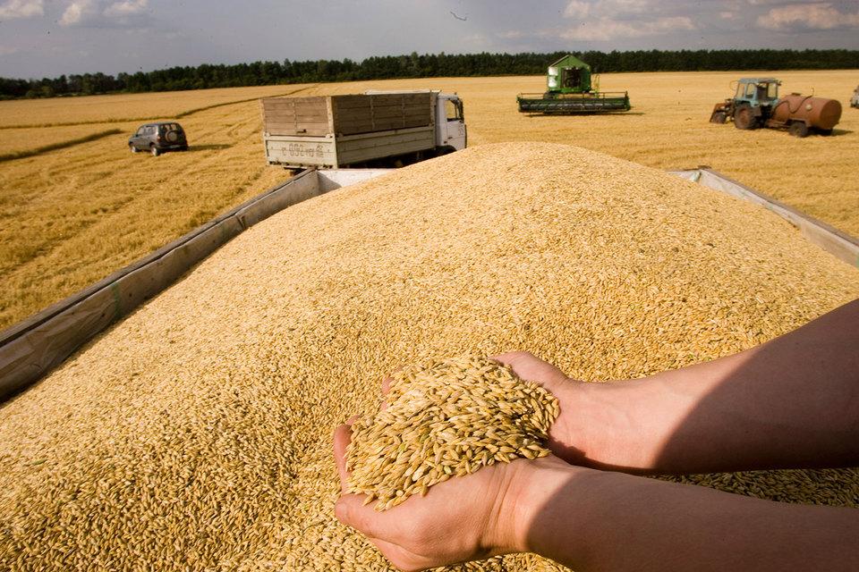 Світовий ринок зерна може вийти на рекорд по запасах в 2017/2018