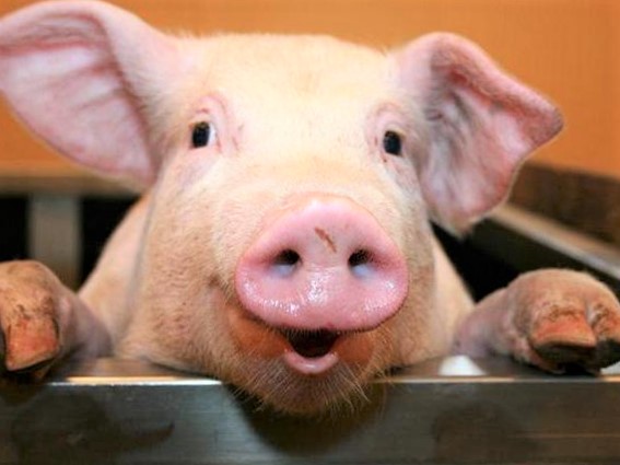 У Києві відбудеться бізнес-форум «Зерно. Свині. М'ясо»