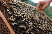 Вінницьким бджолярам збільшили фінансову підтримку