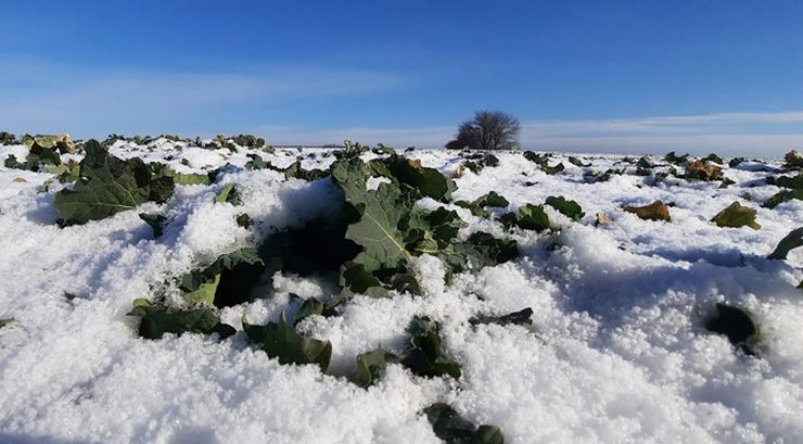 Похолодання в Україні – фокус на озимий ріпак