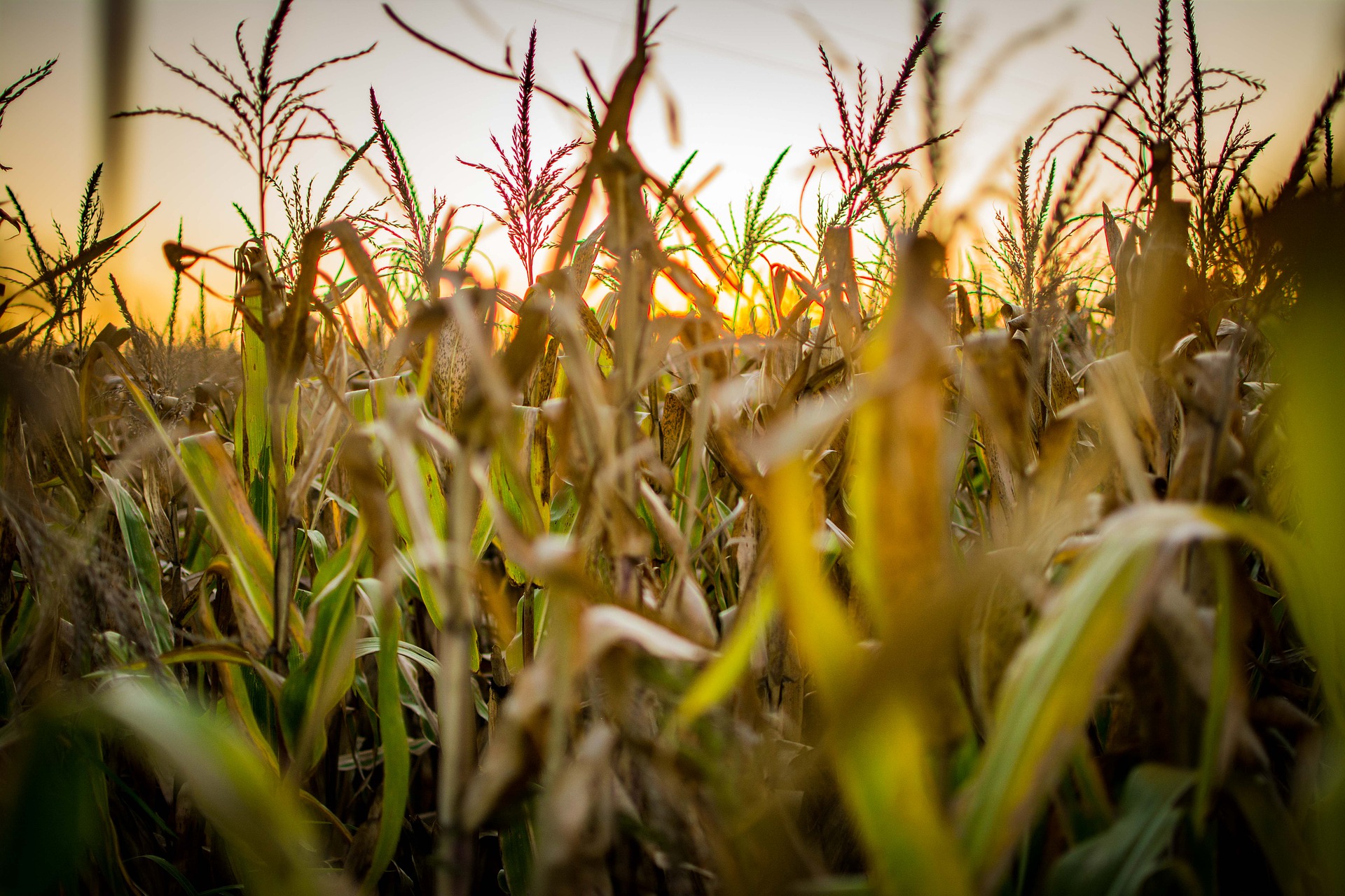 Останні підрахунки: Україна намолотила 28,71 млн кукурудзи