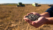 ФАО надасть українським фермерам насіння сої та соняшника для весняної посівної кампанії