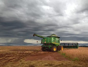 Сильні опади можуть скоротити врожай сої в Бразилії