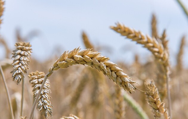 28 травня 2024 року відбудеться Українська зернова конференція 2024