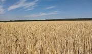 В Україні зросли ціни на пшеницю нового врожаю