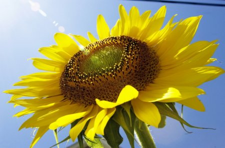 Єврокомісія прогнозує трирічний максимум врожаю соняшнику