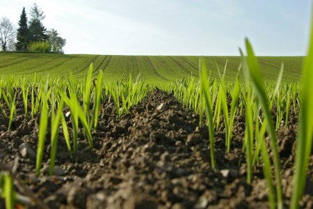 Посівна-2026: аграрії засіяли понад 1,2 млн гектарів ярих зернових, лідирують південні та центральні області