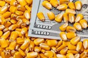 Кукурудза продовжує дорожчати на внутрішньому та зовнішньому ринках