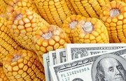 Українська кукурудза подорожчала ще на $5 попри падіння біржових котирувань