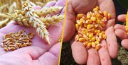 Україна працює над відкриттям нових експортних ринків для агропродукції