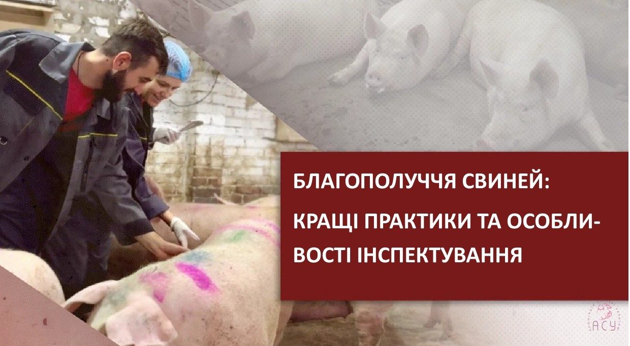 Перевірки, нові стандарти та практичні кейси: чому виробникам варто пройти курс про благополуччя свиней