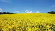 Експорт сої та ріпаку: змінено порядок митного оформлення