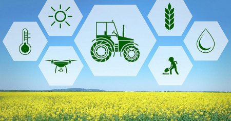В Україні ярими культурами засіяно 98% від прогнозованої площі