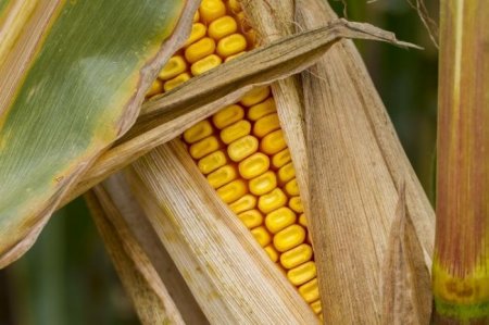 Попит на корми вводить ринок кукурудзи Філіппін у стан дефіциту