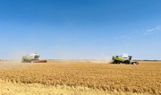 Жнива на Запоріжжі стартували раніше через спеку та загрозу обстрілів