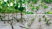 Сформовано цифрову карту зон ризикованого землеробства України