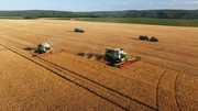 В Україні дощі знижують клас пшениці під час жнив
