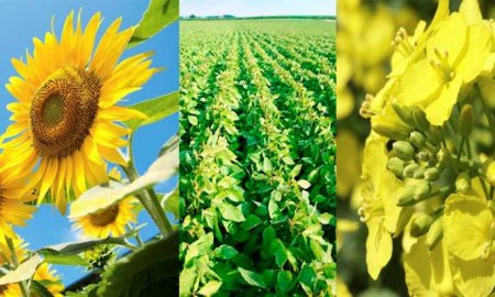Казахстан на 30% збільшив посіви олійних культур та посилює конкуренцію з експортерами соняшникової олії з України та рф на ринку Китаю
