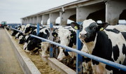 Експорт живої ВРХ за 3 квартали зріс на 9,8%