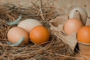 У Великій Британії виявили сальмонелу в українських яйцях: продукцію вилучають із продажу
