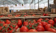 Україна закупила в Туреччини овочів майже на $50 млн