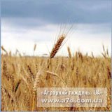 Россия. Ростовская область. Экспорт продовольственной пшеницы вырос за месяц на 59% (рос. мов)