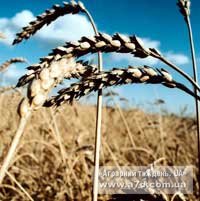 ЕС. Контракты на новый урожай пшеницы растут (рос. мов)