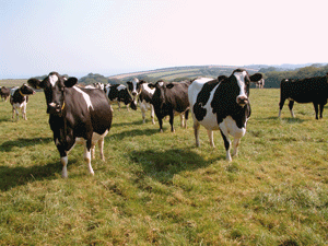 молочне скотарство - стратегічна галузь тваринництва України