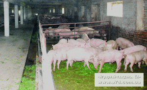 Завдяки свинині тваринництво стане рентабельним