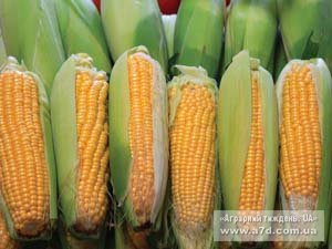 Ринок ГМО: за і проти
