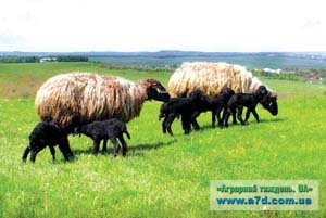 Азіатські вівці на українських ланах