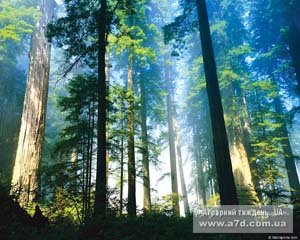 Лісозбереження: від закликів - до відповідальності