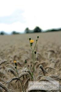 К обработке зернобобовых культур гербицидами нужно подходить комплексно