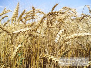 Ефективне вирощування жита може потіснити ріпак у північних областях України – УКАБ